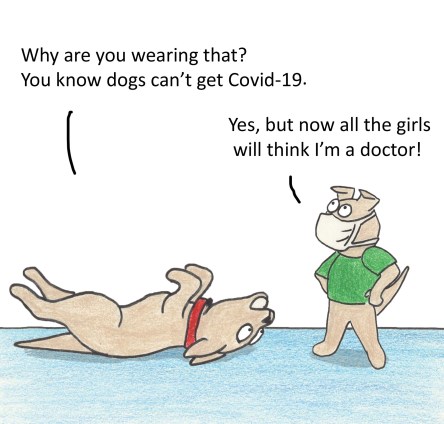 Geordie: Why are you wearing that? You know dogs can't get Covid 19. Toby: Yes but now all the girls wil think I am a doctor.