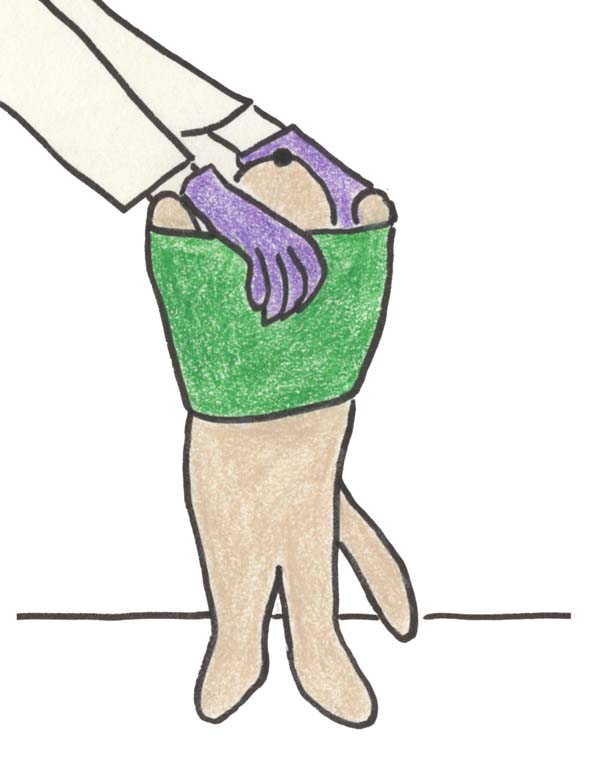 Little puppy being stripped of his sweater by a vet tech.