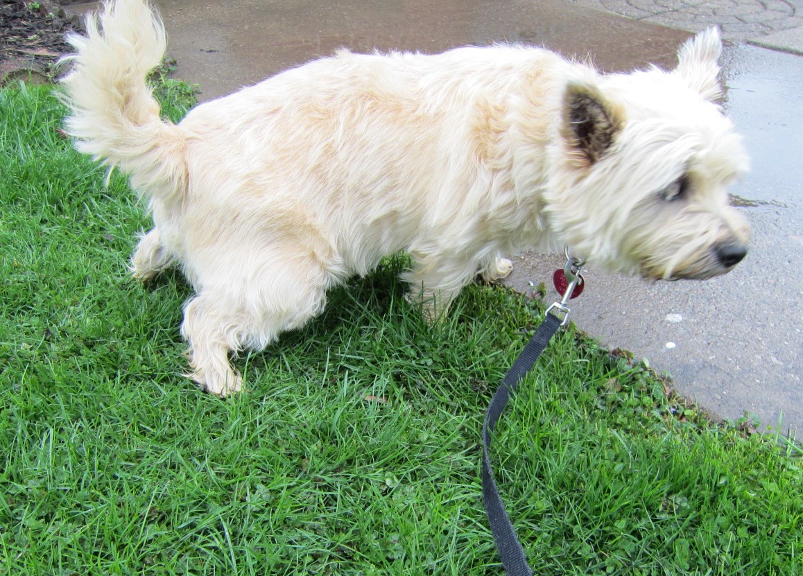 Cairn terrier peeing.