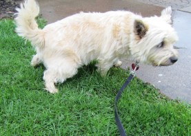 Cairn terrier peeing.