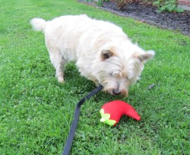 Cairn terrier approaches his stuffee chili pepper toy.