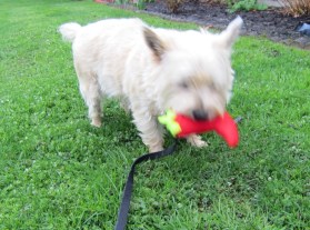 Cairn terrier carries his toy chili pepper.