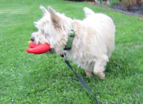 Cairn terrier gazes off into the distance while hoding his stuffed chili pepper toy.
