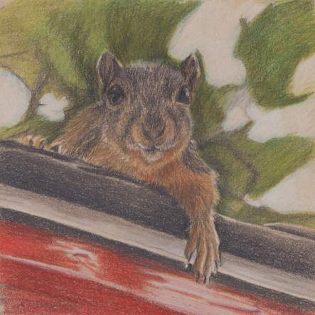 Drawing of squirrel