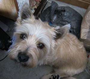 Cairn terrier looks up at the camera.