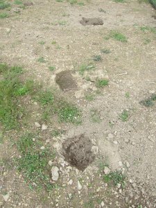 Holes in the garde, dug by Toby