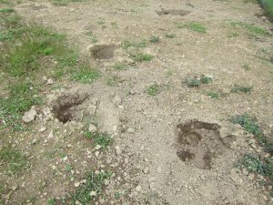 Holes in the garden dug by Toby