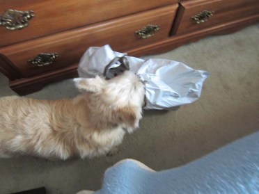 Toby grabs and chews a package