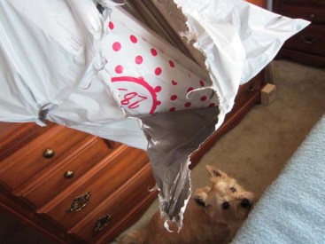 Toby glances up at the package he was chewing