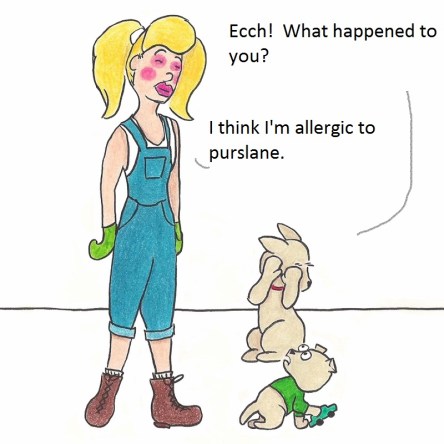 Ecch! What happened to you? I think I'm allergic to purslane.