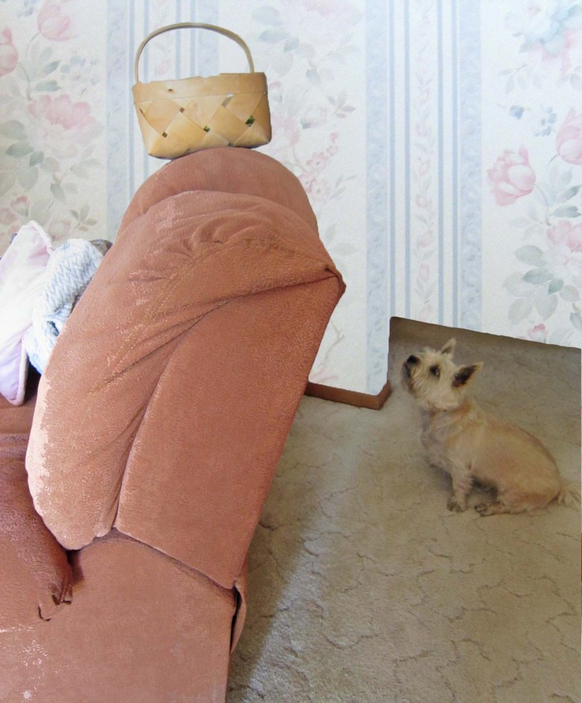 Terrier looking up at basket of green beans.
