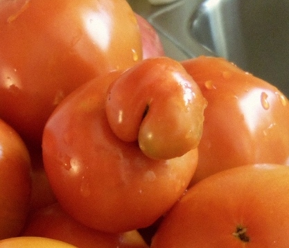 Bum-shaped tomato