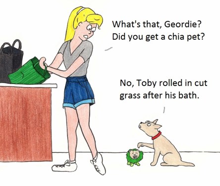 What's that, Geordie? Did you get a chia pet? No, Toby rolled in the grass after his bath.
