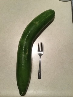 Very large garden cucumber