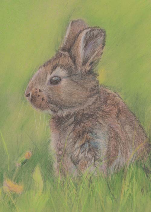 Mixed media sketch of a bunny