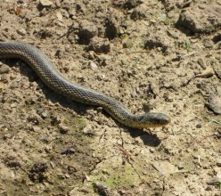 Garden snake