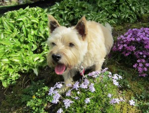 Cairn terrier stalking prey