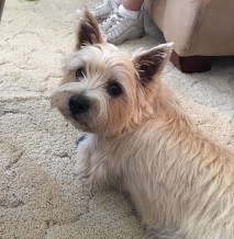 Young cairn terrier looking over his shoulder.