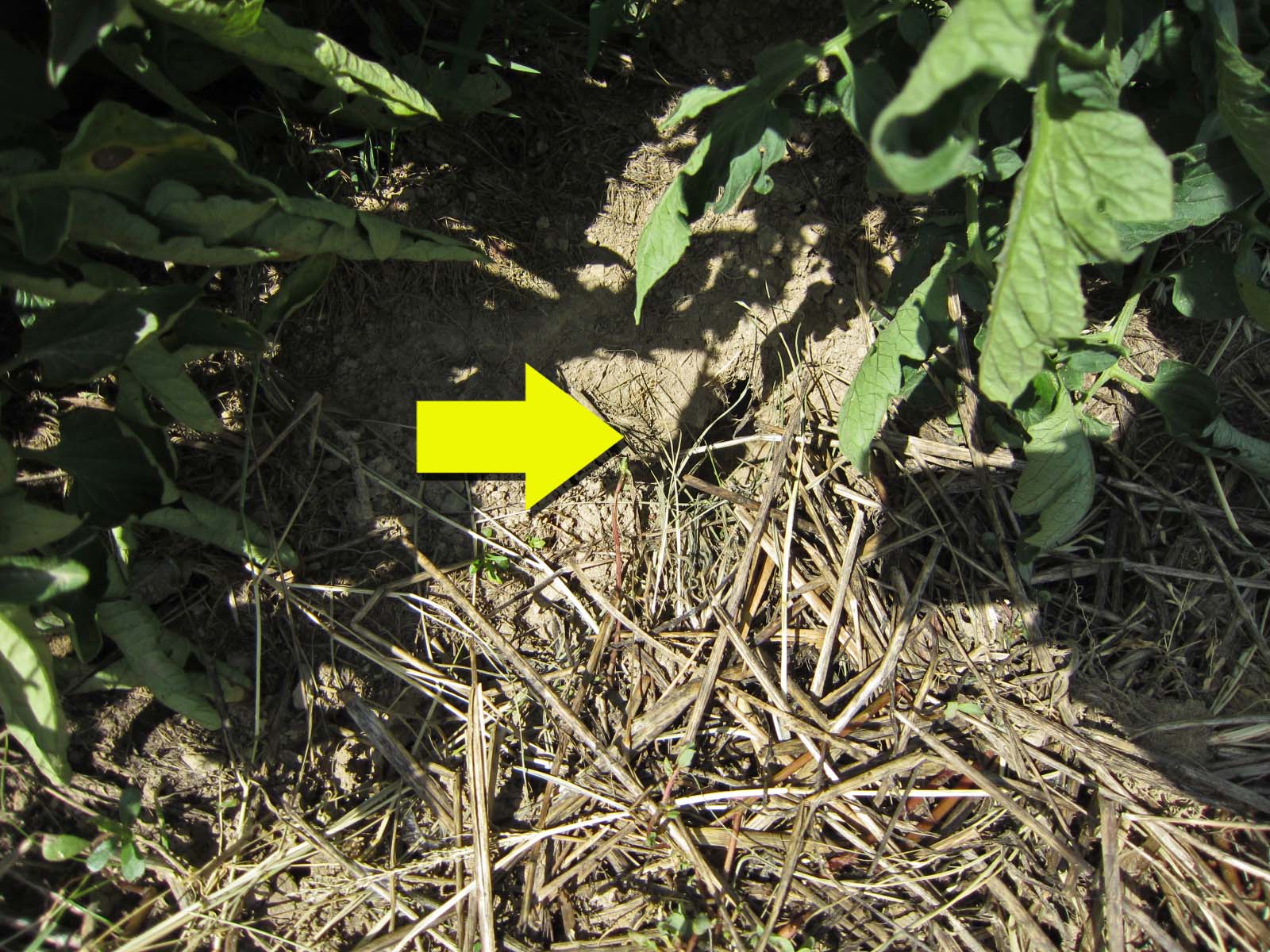 Bunny hole dug into garden
