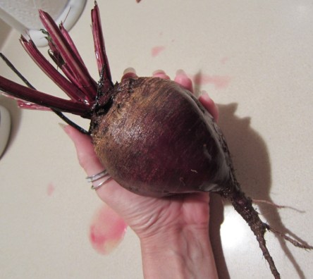 Large garden beet
