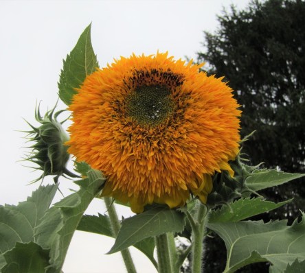 Clse up of a sunflower with too many petals and no seeds.