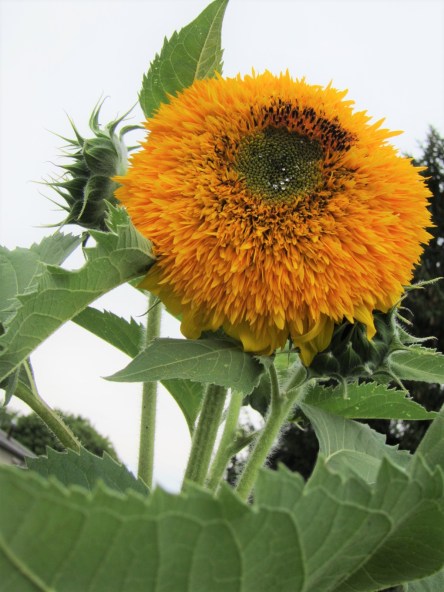 A sunflower with too many petals and no seeds.