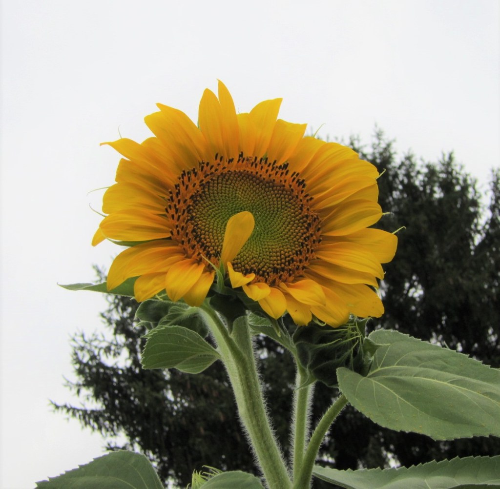 Ordinary sunflower