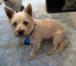 Little Cairn terrier.