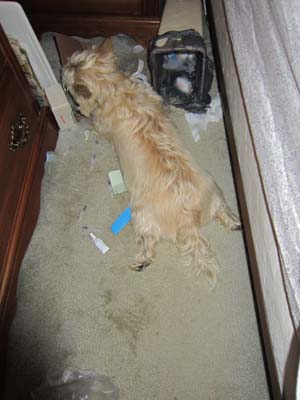 Toby tipped over the trash can.