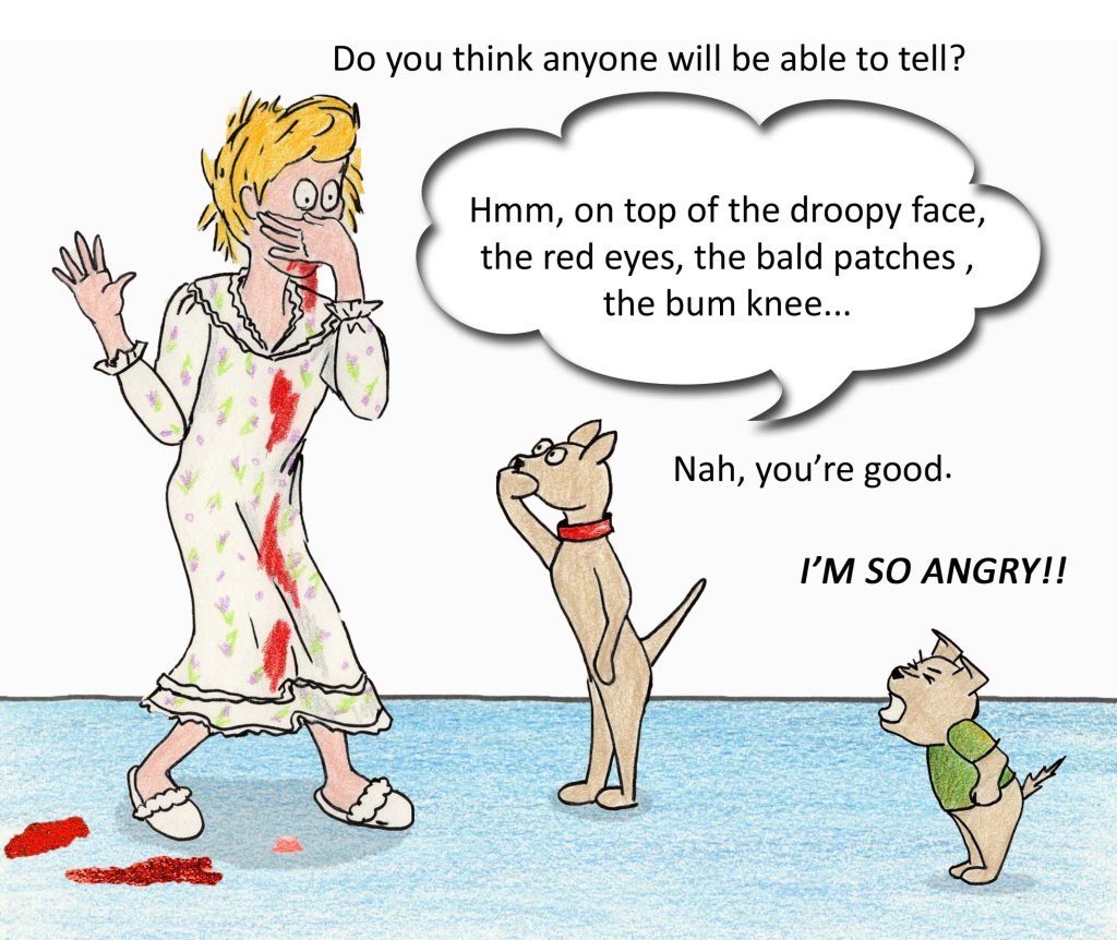 Do you think anyone will be able to tell? Hmm, on top of the droopy face, the red eyes, the bald patches, the bum knee... Nah, you're good. I'M SO ANGRY!!